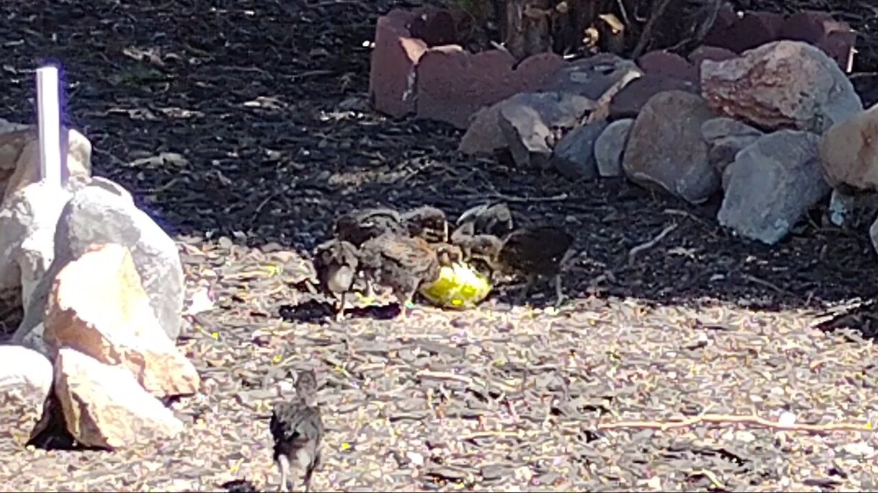 the baby chicks are eating lettuce