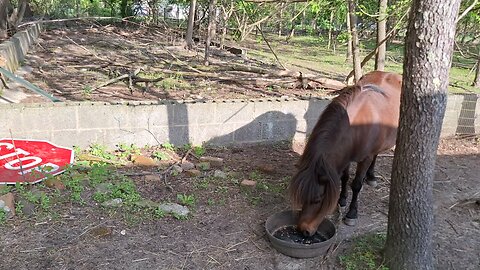 horses