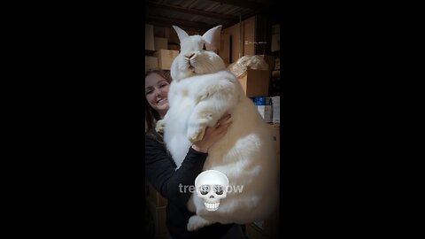 Rabbit can't be big