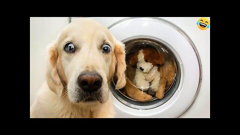 Funny ANIMAL videos🤗Funniest CATS🐱 DOGS🐶 and BIRDS🦜