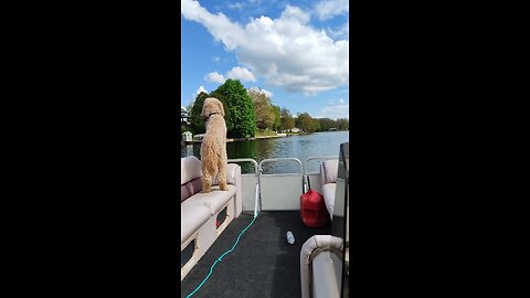 when your human... #pontoon #labradoodle #puppy #yoshidoodledandy #dog #doodle #singing