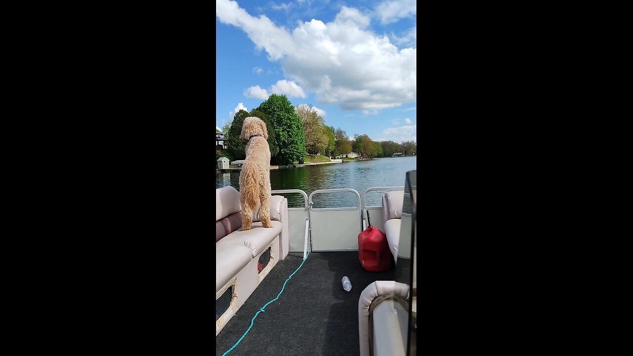 when your human... #pontoon #labradoodle #puppy #yoshidoodledandy #dog #doodle #singing