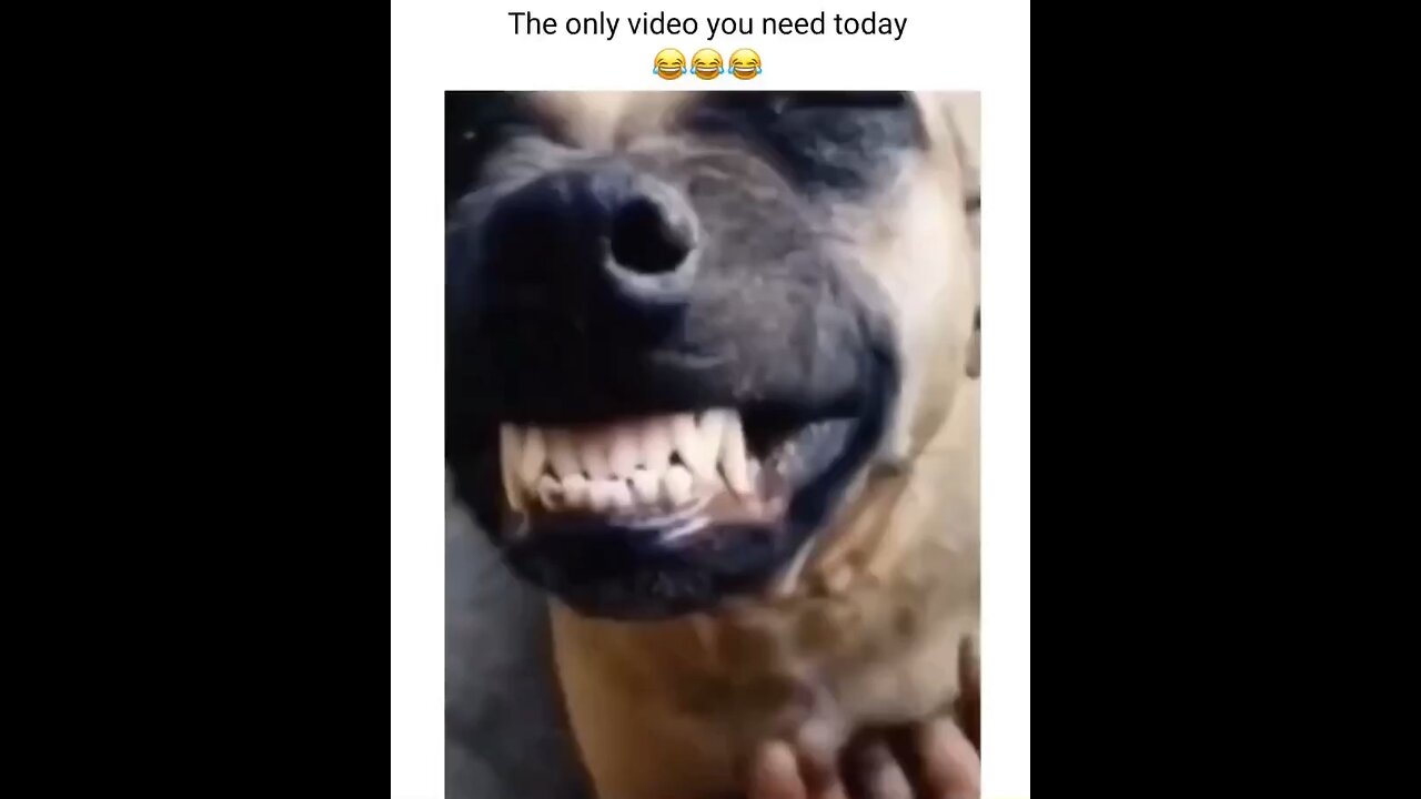 Happy dog