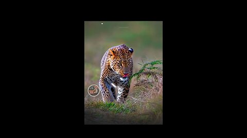 best moment asian tiger in yala netional pack