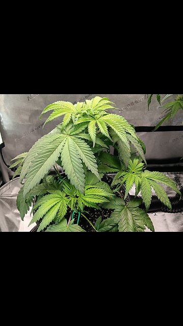 frutity pebbles week 5 day 1