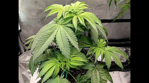 frutity pebbles week 5 day 1