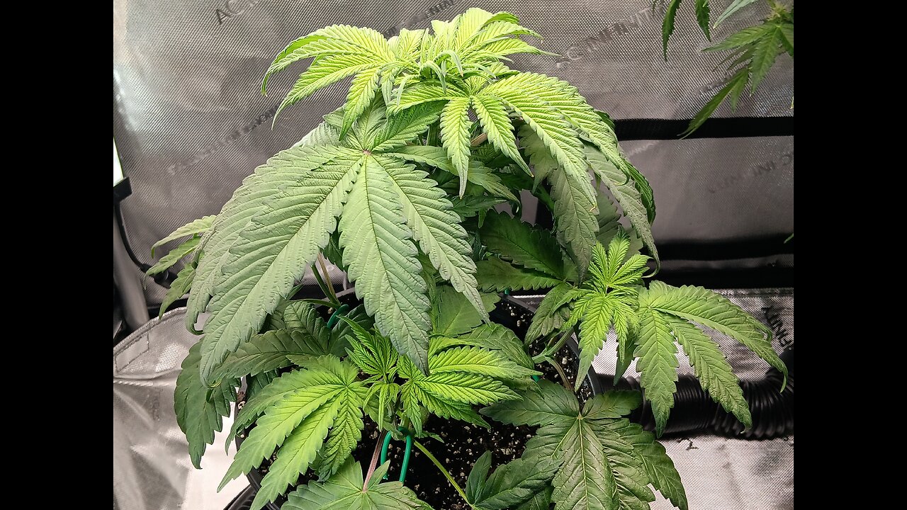 frutity pebbles week 5 day 1