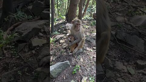 Baby monkeys can't eat this unique plant