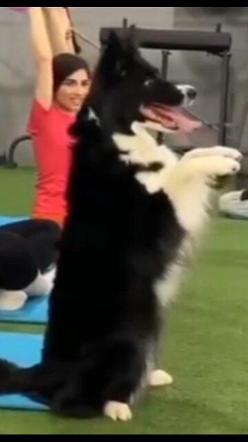 Funny dog very busy yoga for health
