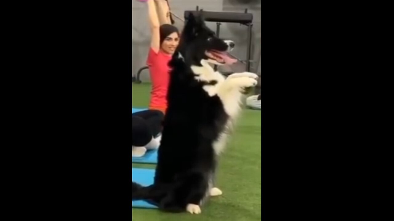 Funny dog very busy yoga for health