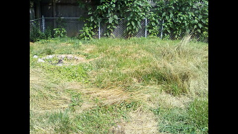 Disabled Vet Needed Lawncare 06/21/25