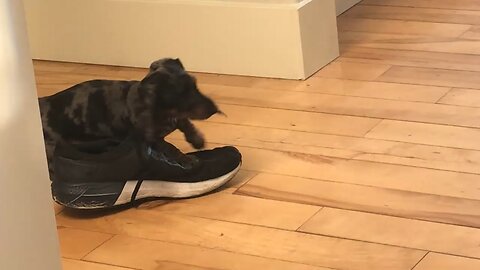 Puppy vs. Shoe: The Ultimate Battle