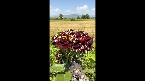 Pruning roses