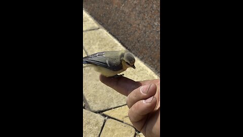 Chick on rest