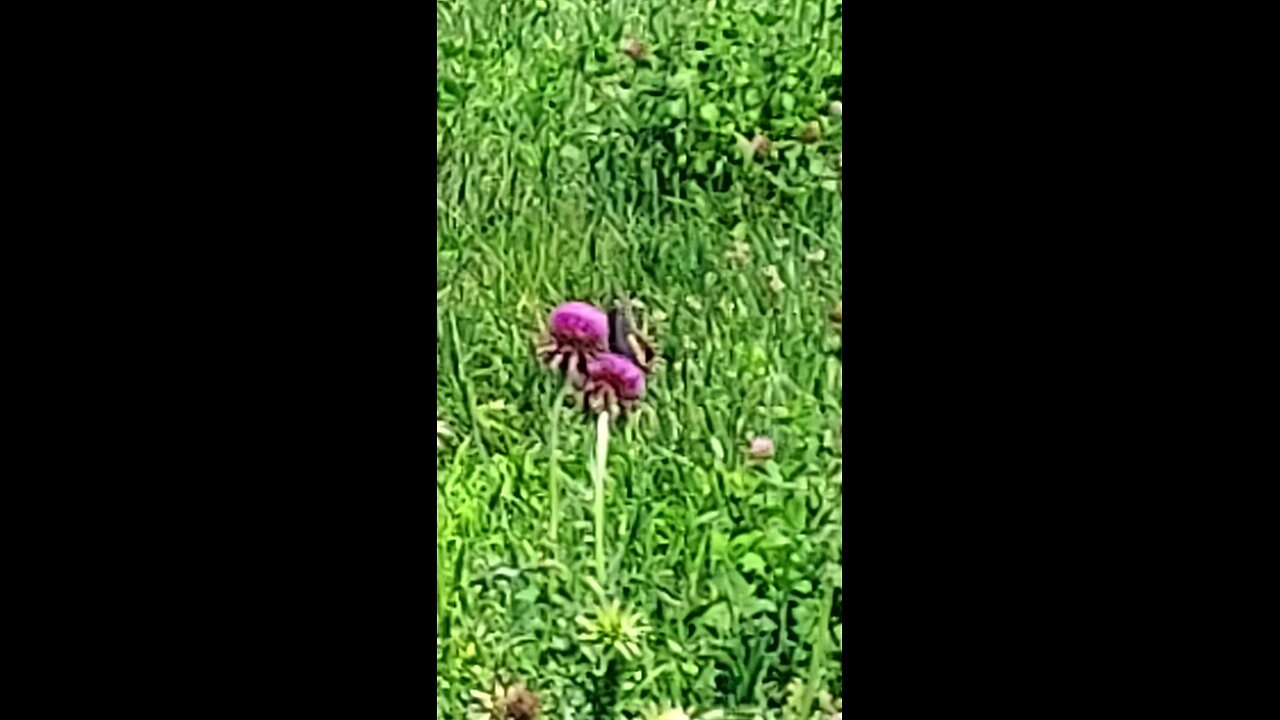 butterfly