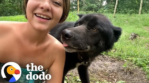 Wolfdog's Human Mom Teaches Him How To Howl | The Dodo