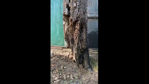 Old tree like senior citizen finds difficulty ti stain but gives fruits.Respect senior citizen
