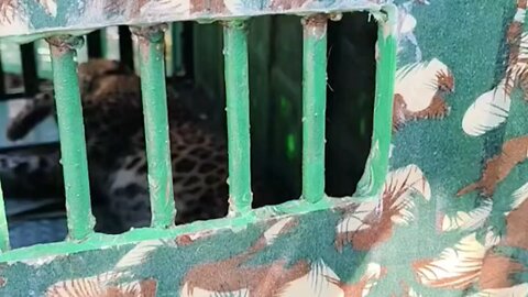 tiger in jail