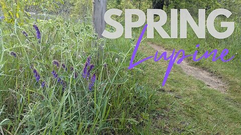 Spring LUPINE at Maas Family Preserve | Hike POV, ASMR