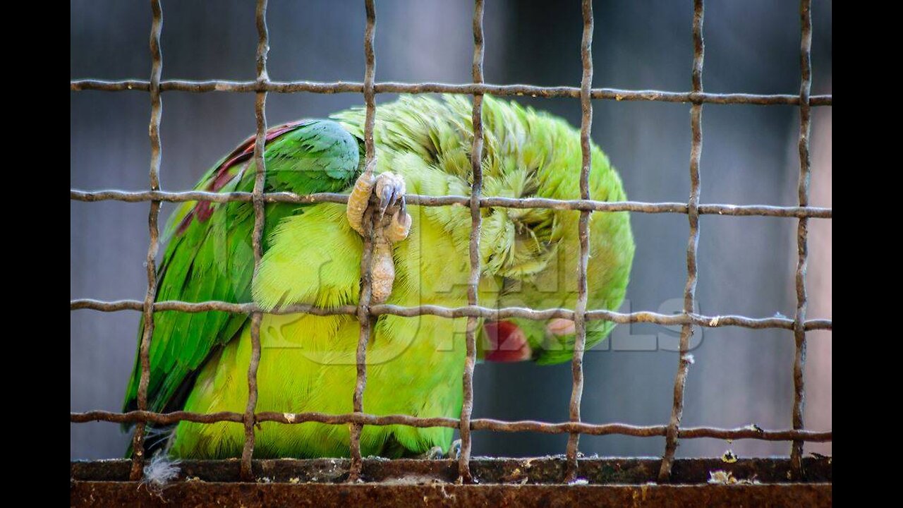 Reasons why Evil People keep Birds in Cages By The People of The Qur'an