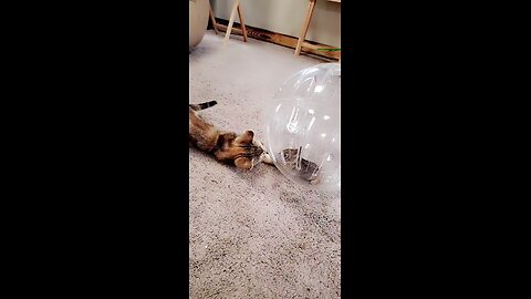 Cat Plays With Bunny In Hamster Ball