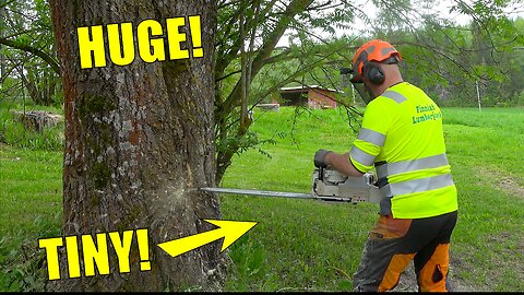 Would You Dare Cut Down This Twin-Topped Aspen with a Chainsaw?