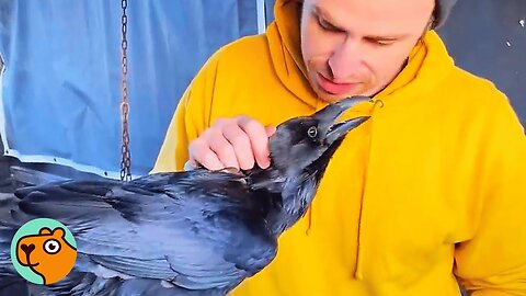 Man Saves a Neglected Raven, Now He Shines | Cuddle Buddies