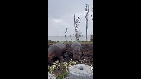 Hippos Feeding At One Of Naivashas Resorts