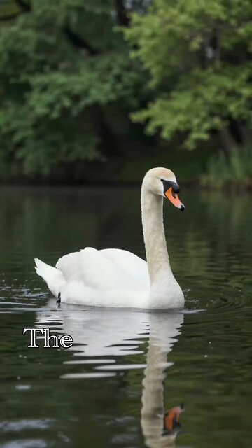 Swan: Grace on the Water