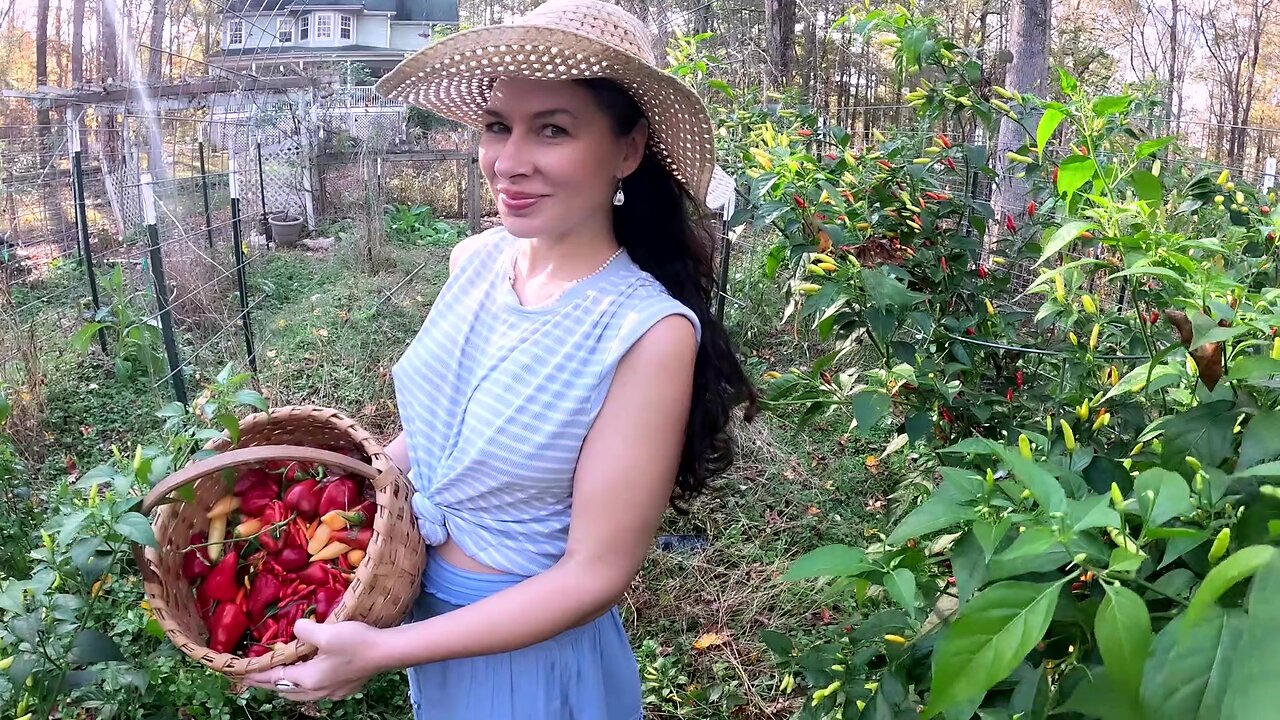 The Final Harvest before the Frost/VLOG