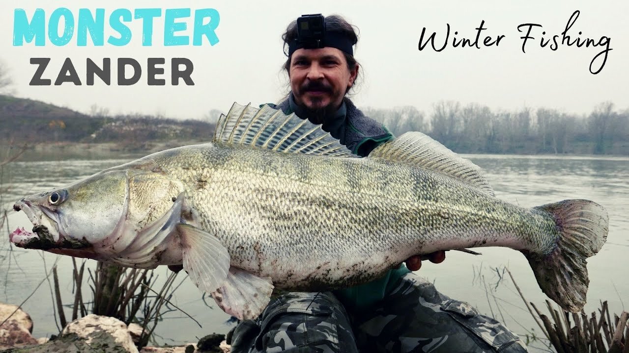 MONSTER ZANDER Spinning on the Po River