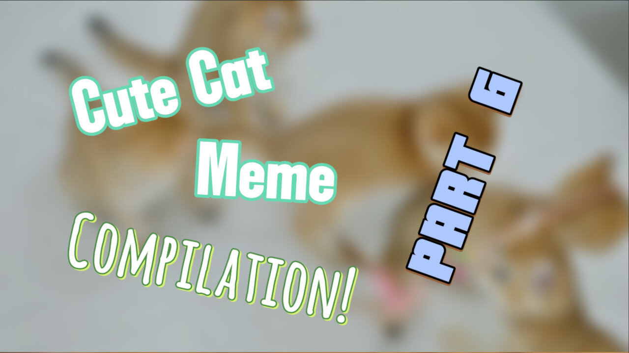 Can You Resist the Cuteness?! The ULTIMATE "Aww" Cat Meme Challenge!