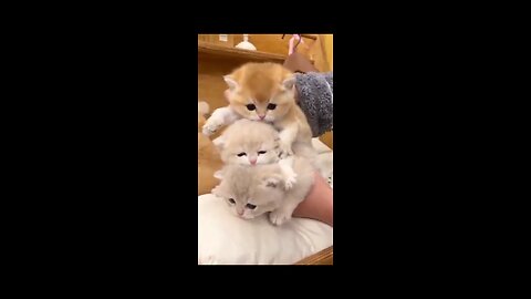 Cutest Kitten Ever! 🐱 Too Fluffy to Handle!