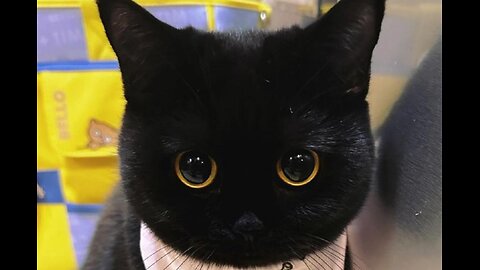 Cute Cats Funny Videos | Part 9