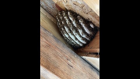 Honey bee hive cutout from house under construction