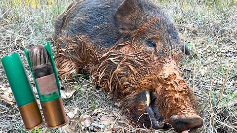 12 GAUGE SLUG VS. WILD BOAR!