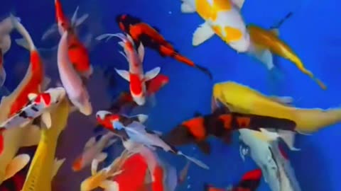Beautiful Koi fish