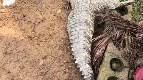Almost ambushed by the crocodile behind.