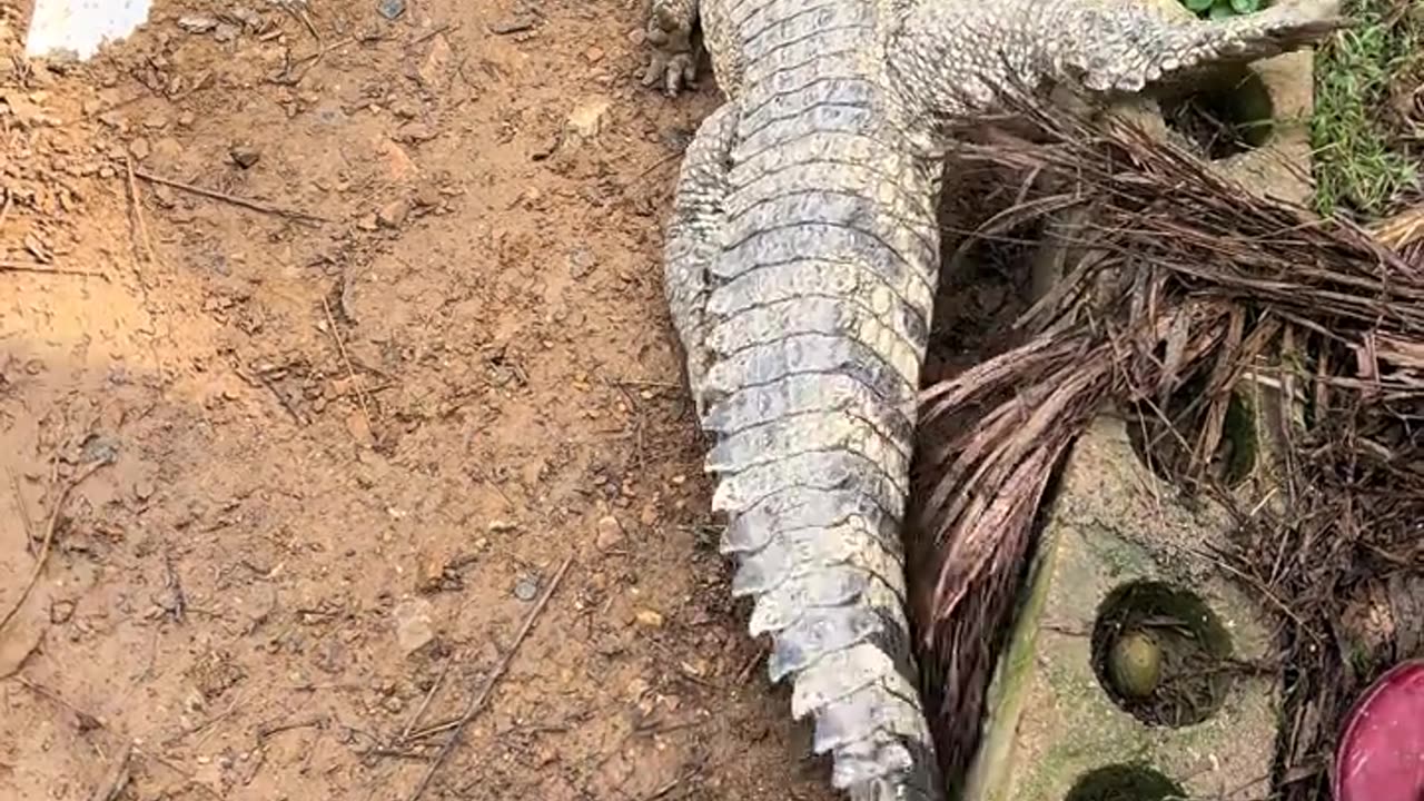 Almost ambushed by the crocodile behind.