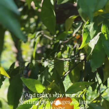 🍊 Jonas explains why this year's winter harvest was late...