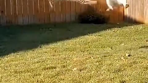 Cat Tackles Eagle To Ground Saving Puppy