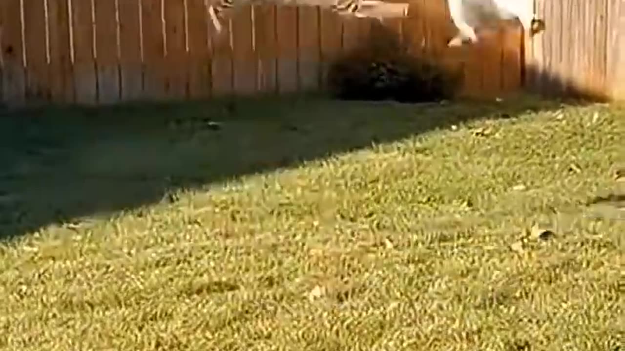 Cat Tackles Eagle To Ground Saving Puppy