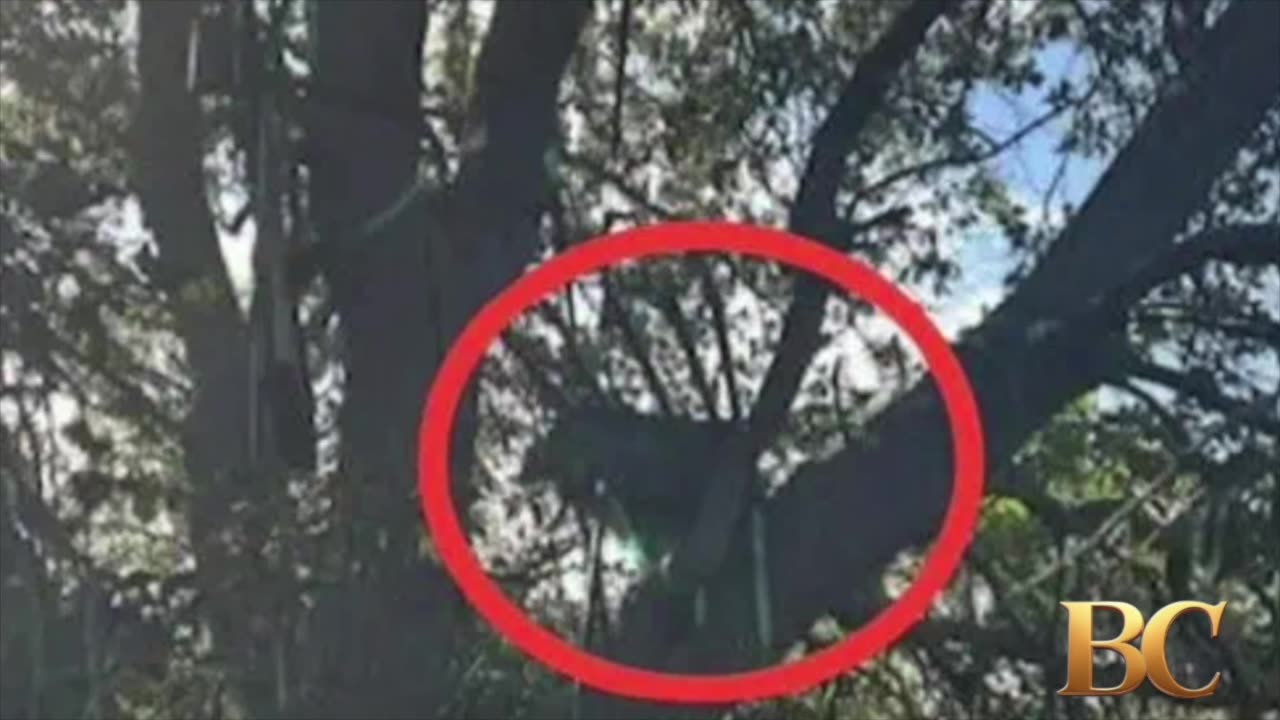 Secret Service finds ‘suspicious’ hunting stand near Air Force One landing zone in Florida