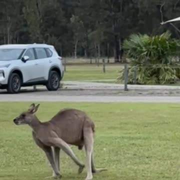 Kangaroo