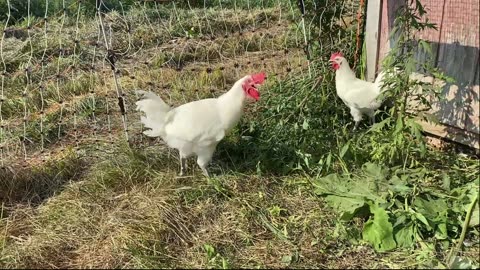 Week 118 Meat Chicken Breeding Project