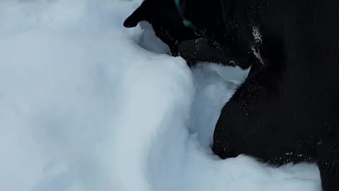 Dog fill your heart with love and happiness
