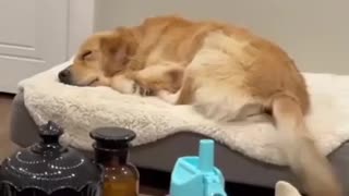 What do dogs dream about?