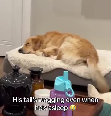 What do dogs dream about?