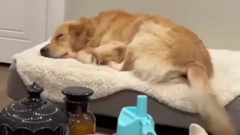 What do dogs dream about?