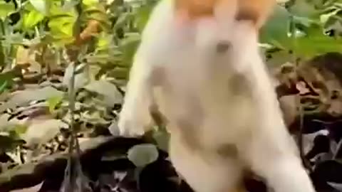 Funny cat video